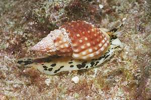 a tropical whelk at night