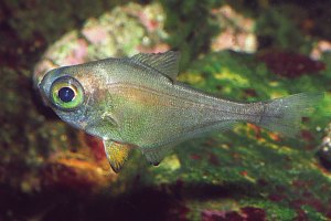 f006305: young bigeye