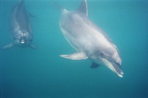 f011708: bottlenose dolphins approaching