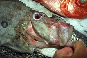 f016731: john dory mouth