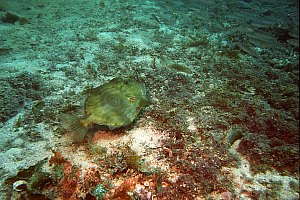 f017712: john dory hunting over bottom