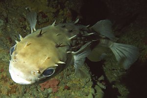 f019609: porcupine fish