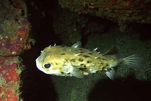 f019612: porcupine fish