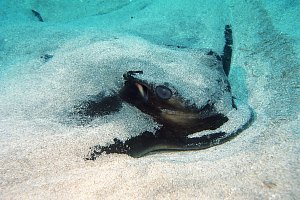 f021002: eagle ray