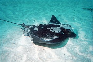 f021005: eagle ray swimming