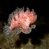 f021230: zebra frogfish swimming