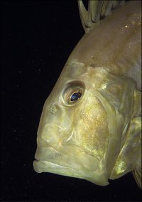 f021328: John dory by night.