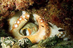 f022605: sand octopus and eggs