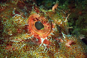 f025120: northern scorpionfish