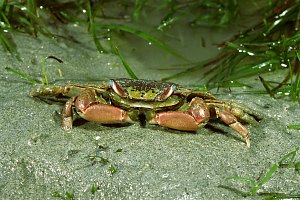 f026923: stalk-eyed mudcrab