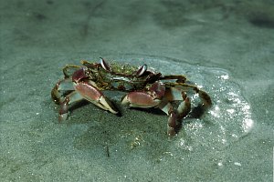 f026930: stalk-eyed mudcrab