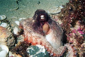 f028304: sand octopus outside its den