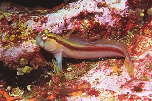 f029621: crested blenny full view