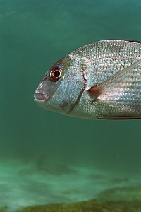 f030108: young snapper face