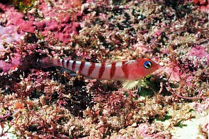 f030427: blue-eye triplefin