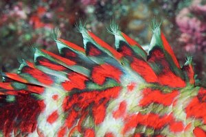 fins of splendid hawkfish