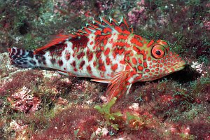 f031221: splendid hawkfish