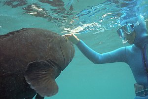 f031613: white-lip and visitor