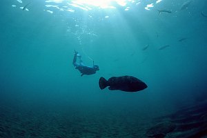 f041724: grouper playing with diver