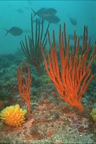 f000125: Orange finger sponges and yellow nipple sponges