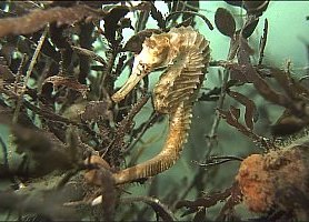 f003900: Seahorse in its estuarine habitat