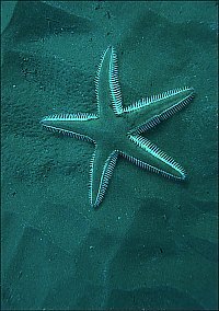 f006901: A comb star on the dark sand