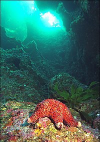 f009931: Firebrick star at the bottom of a lava tunnel