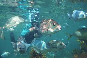 f010221: Snorkeldiver surrounded by fish.