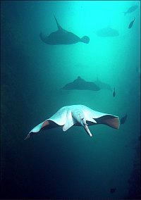 f011933: Albino stingray in Northern Arch