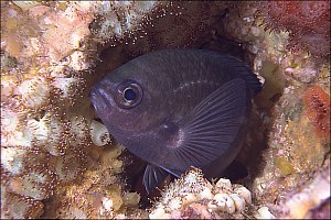 f019316: Demoiselle sleeping among jewel anemones