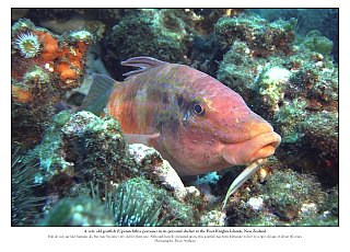 f020618: a very old goatfish