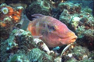 f020618: a very old goatfish