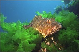 f020733: a lurking scorpion fish