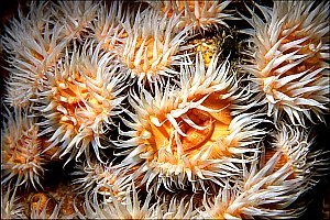 f021312: Closeup of common variable anemones