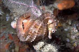 f021623: Male seahorse and fishing lines