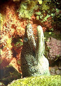 f022536: Head of mosaic moray