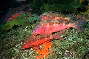 f022611: A group of resting goatfish