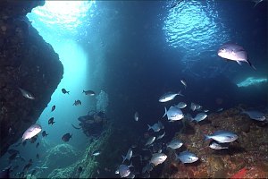 f023124: A diver enters Blue Maomao Arch