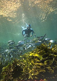 f023314: Snorkeldiver and blue maomao above strap weed