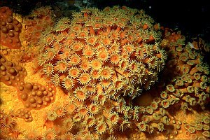 f023817: A bouquet of zoanthid anemones