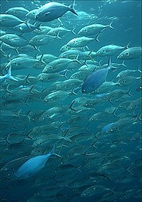 f024634: A school of trevally interrupts its feeding frenzy