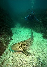 f025705: A leopard shark sleeping by day