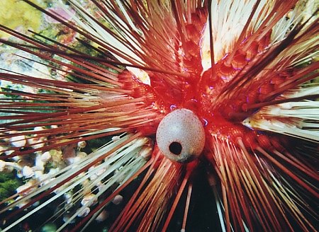 Diadema Seaurchin closeup