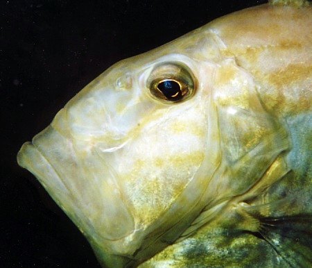 grumpy John Dory