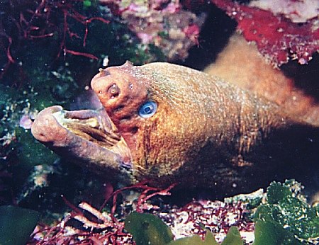 Mottled Moray, Brown Moray