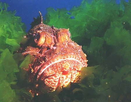 red Scorpionfish