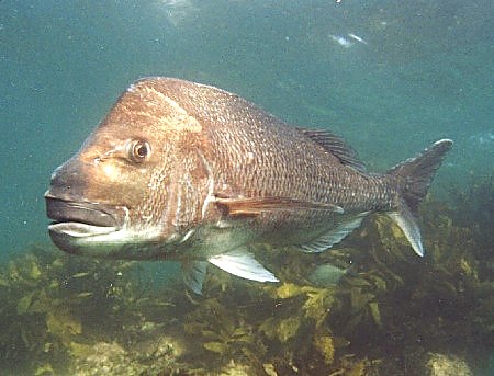 large snapper, 'Monkeyface'