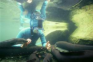 feeding the long-finned eels in a clear river.