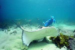 diver follows long-tailed stingray Dasyatis thetidis