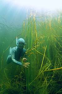 snorkeldiver and algae in a lake